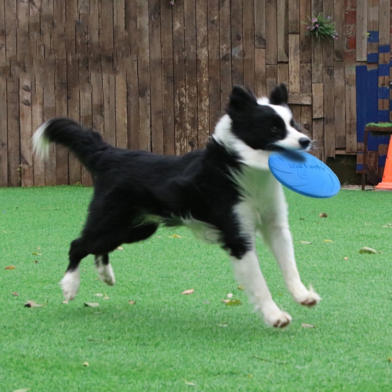 Bite Resistant Flying Disc Toy - đánh giá và giá Flying Disc Dog Training Toy