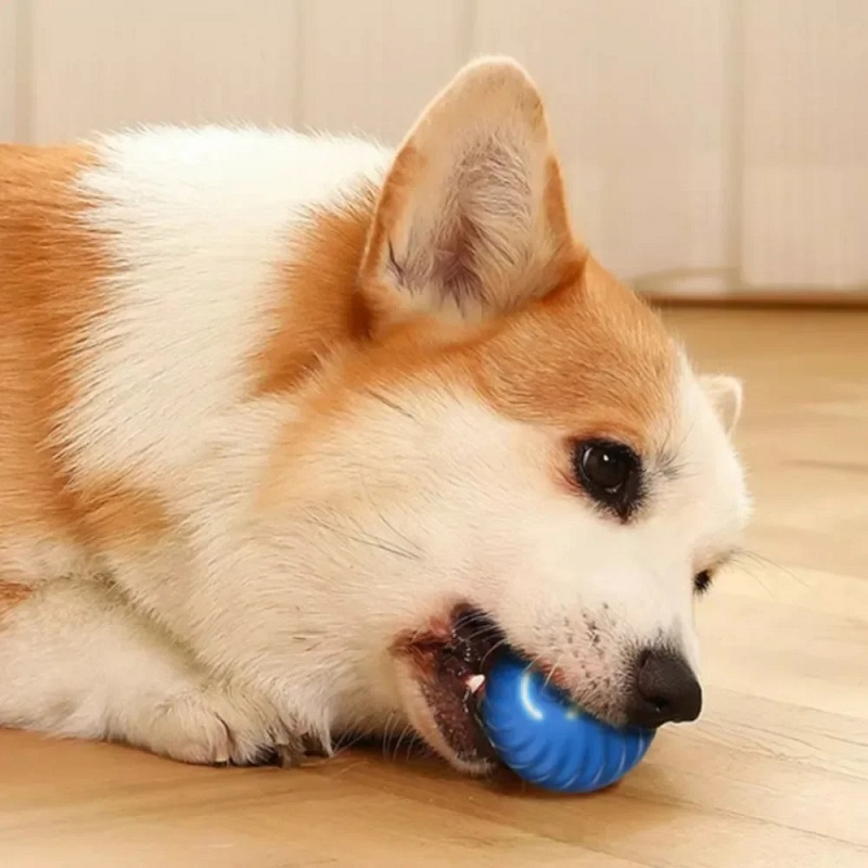 Dog Toy Ball Automatic Moving  - đánh giá và giá Suction Cup Dog Tug Toy