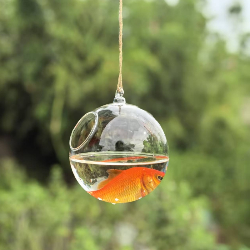 Small Packing Diameter=10cm 12 - đánh giá và giá Aquarium