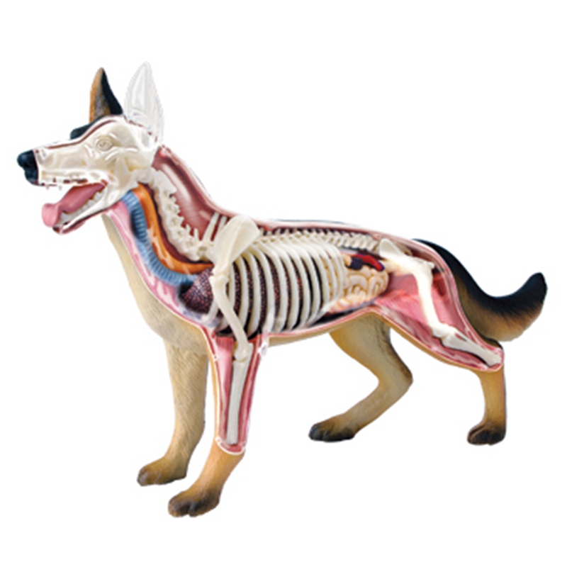 Animal Organ Anatomy Model 4D  - đánh giá và giá Dog Toys